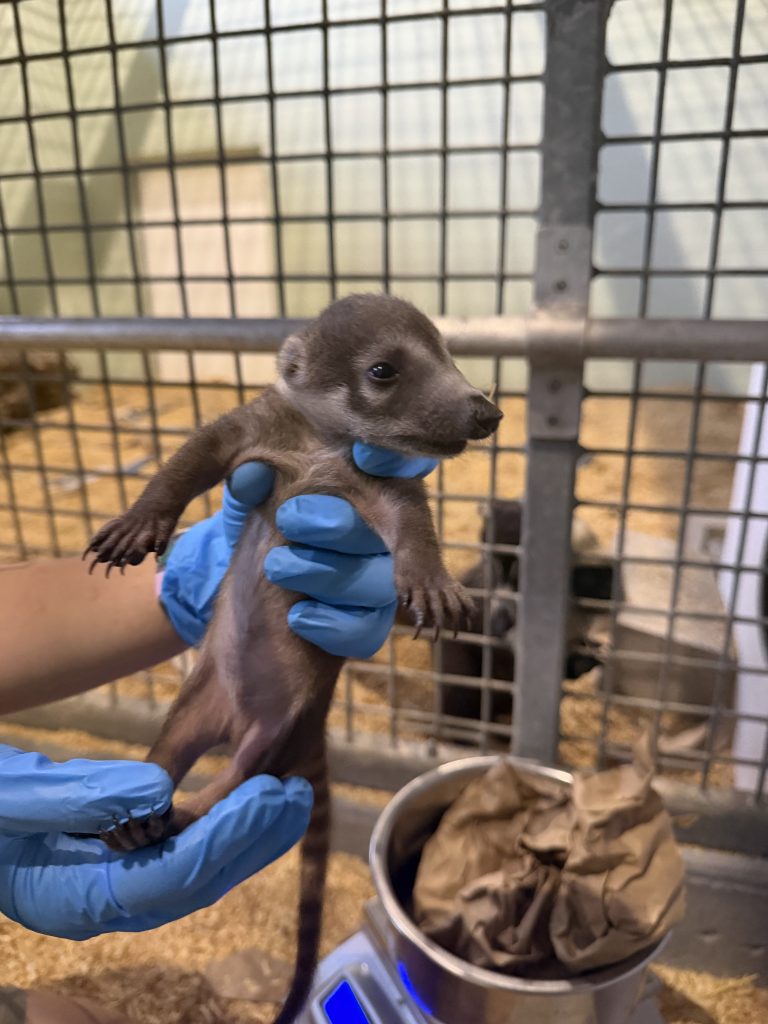 A hand holds up a white-nosed coati kit in an indoor veterinary space at a Zoo.