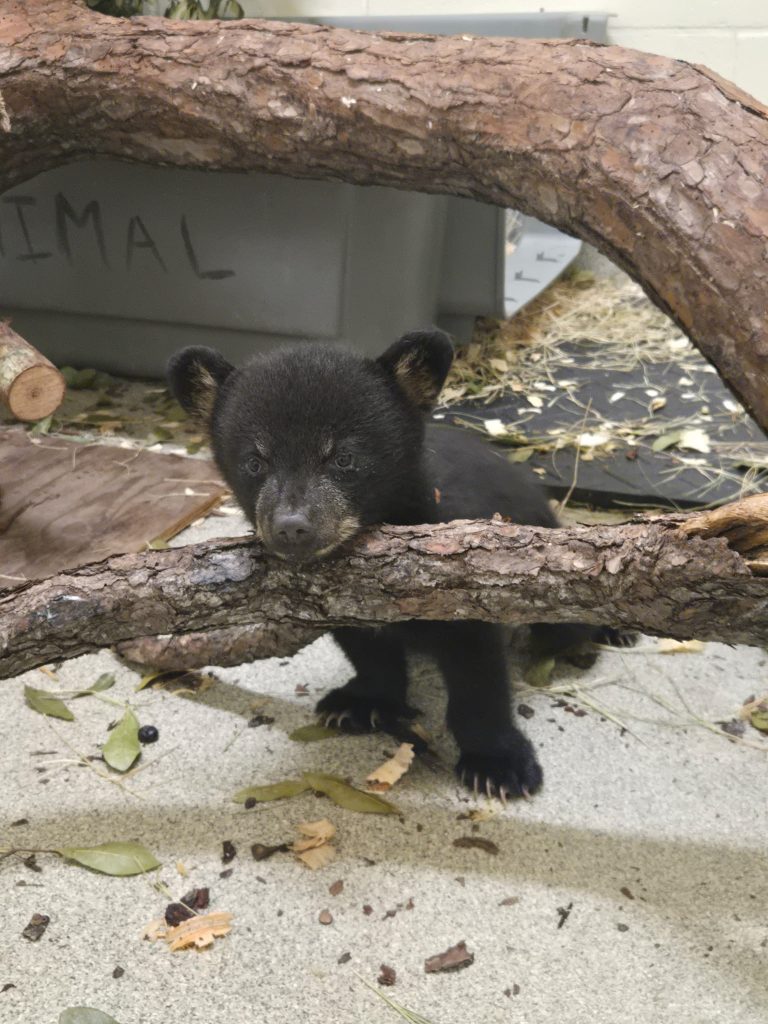 A small Florida black bear cub rests her head while standing up on a branch inside an indoor enclosure.
