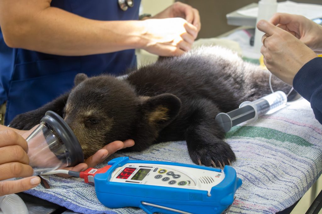 A Florida black bear cub rests asleep on a veterinary exam table.