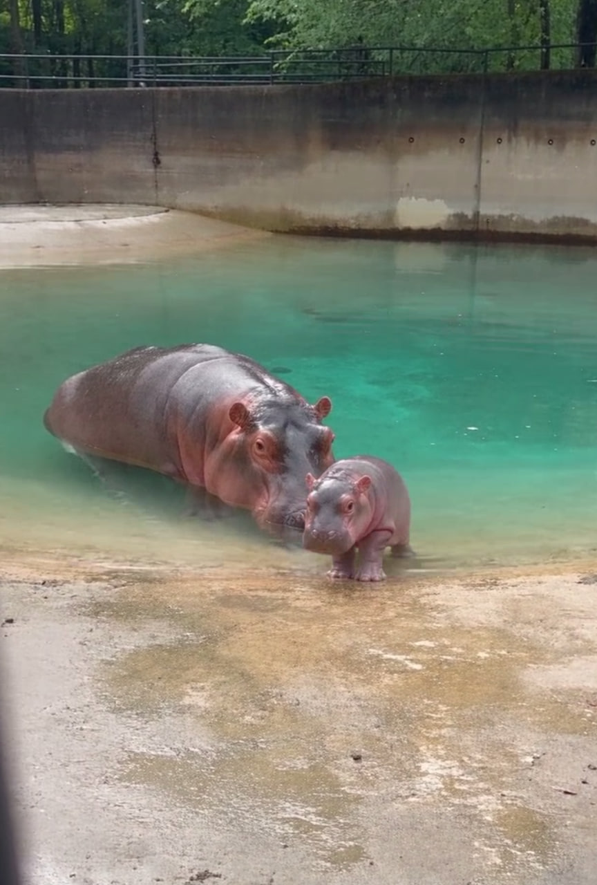 Dolly the pygmy hippo calf