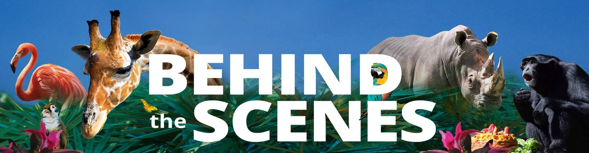 Behind the Scenes banner
